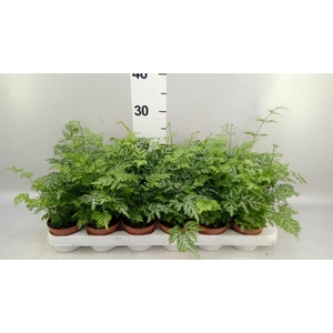 Pteris ensiformis 'Evergemiensis'