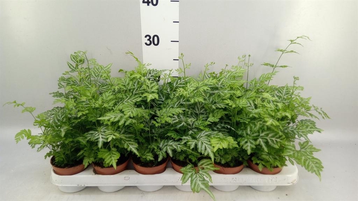 <h4>Pteris ensiformis 'Evergemiensis'</h4>