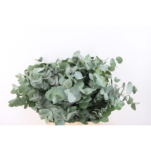 Euca Cinerea 72 Cm P Stem
