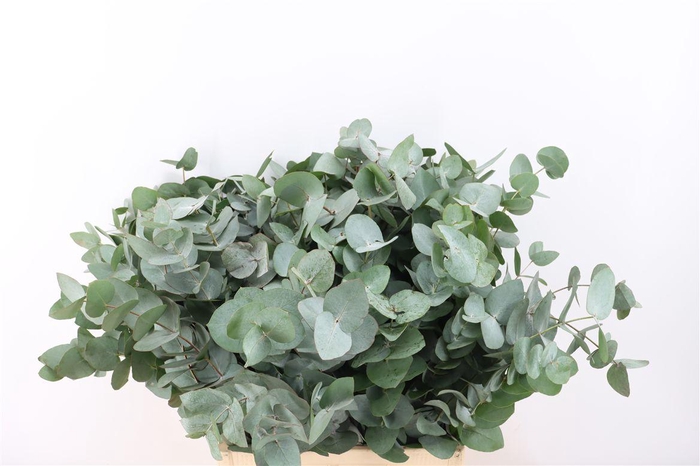 <h4>Euca Cinerea 72 Cm P Stem</h4>