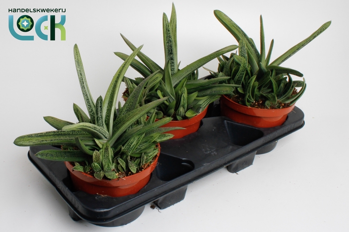 <h4>Gasteria Littele Worthy</h4>