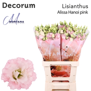 Lisianthus Alissa Hanoi pink 70cm