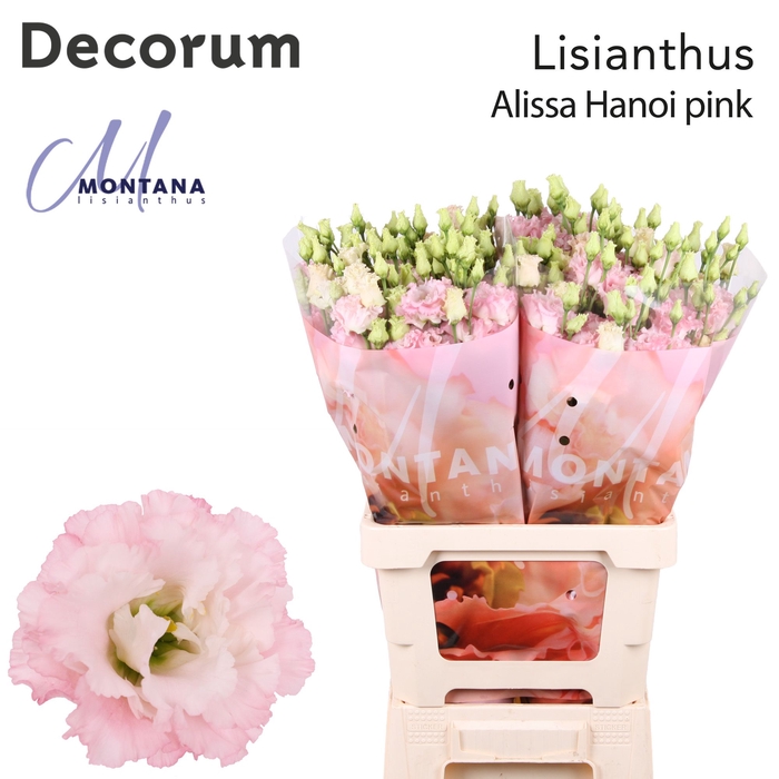 <h4>Lisianthus Alissa Hanoi pink 70cm</h4>