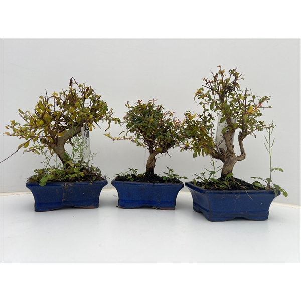 <h4>Punica granatum, 15cm. - Granaatappel</h4>