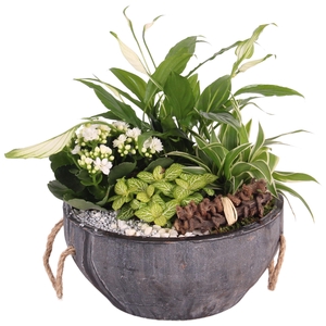 Yearround Arr. Indoor Concrete Pot with Rope Handle Ø24cm 4PP