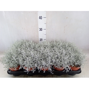 Leucophyta     [Calocephalus]
