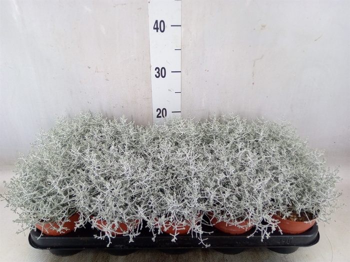 <h4>Leucophyta     [Calocephalus]</h4>