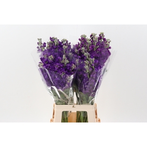 Matth Wave Deep Purple ECU