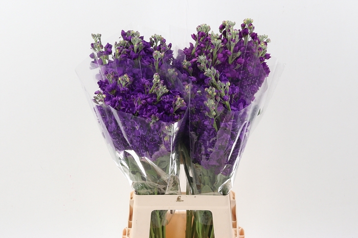 <h4>Matth Wave Dark Lavender ECU 70cm</h4>