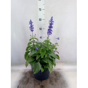 Salvia  'Mystic Spires Blue'