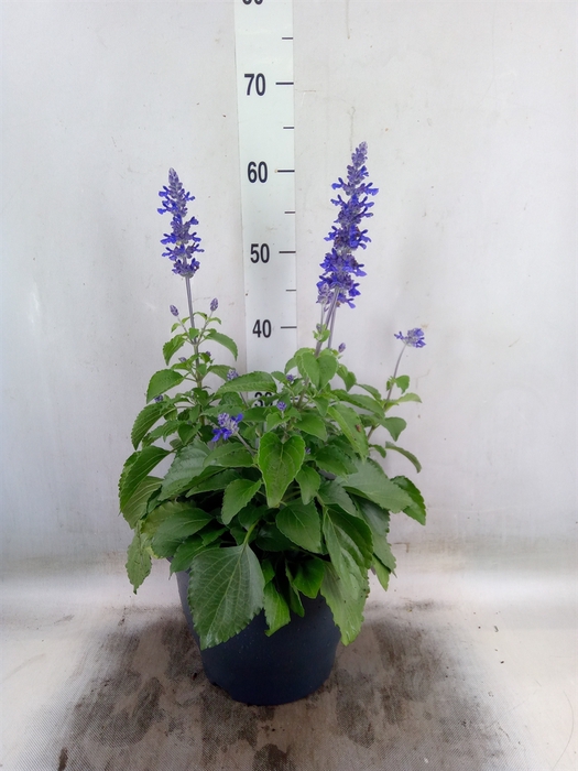 <h4>Salvia  'Mystic Spires Blue'</h4>