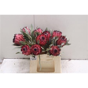Protea Barbigera Ruby Princess Air