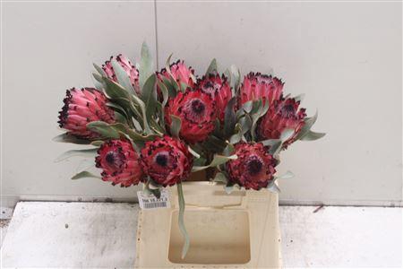 <h4>Protea Barbigera Ruby Princess Air</h4>