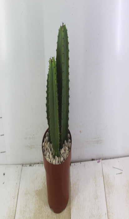 <h4>CACTUS EUPHORBIA MANDACARU P17</h4>