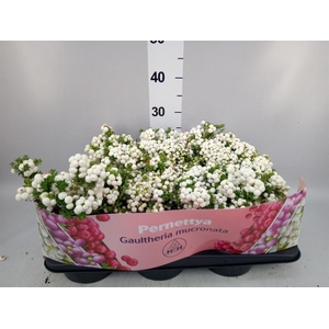 Gaultheria mucronata