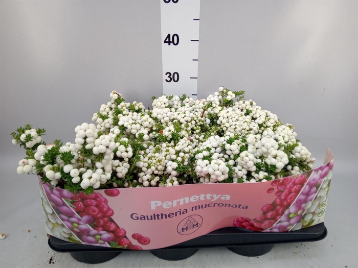 Gaultheria mucronata