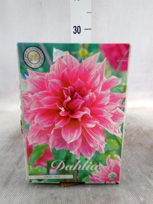 Dahlia   ...flowerbulbs