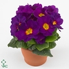 Primula Acaulis P10.5 - Purple