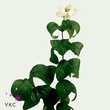 Philadelphus Virgin