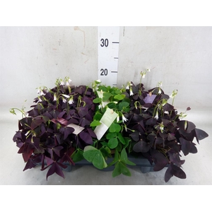 Oxalis   ...