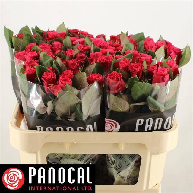 <h4>R GR TACAZZI+</h4>