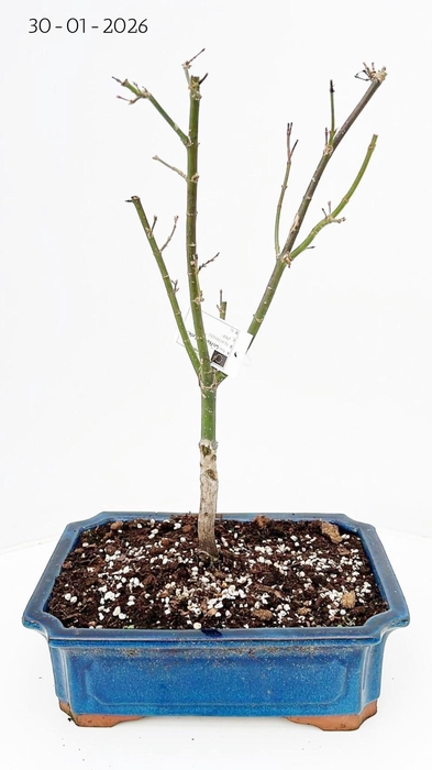 <h4>Acer palmatum "Wilson's pink dwarf", pot 32 cm.</h4>