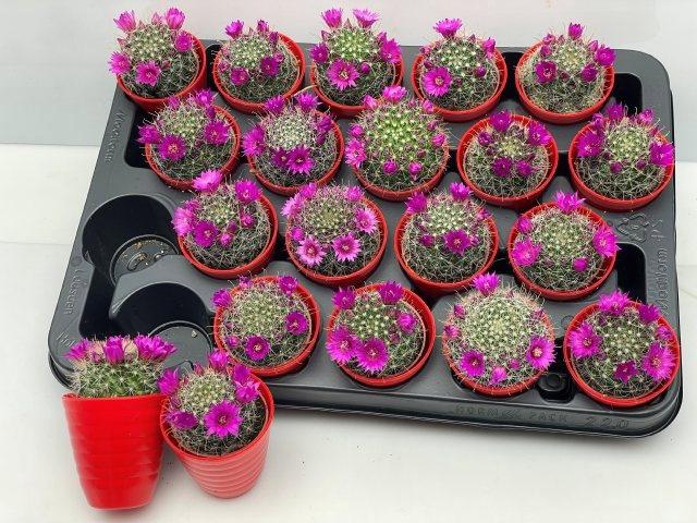 <h4>CACTUS BLOEIEND</h4>