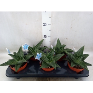 xGasteraloe  'Tiki Zilla'