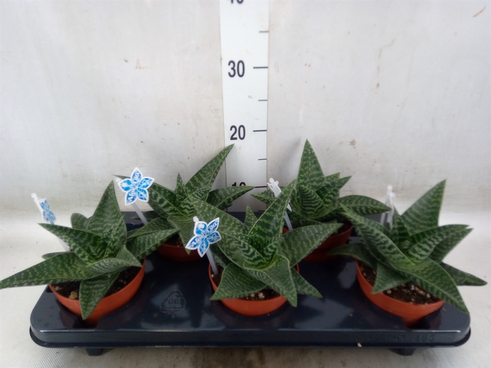 <h4>xGasteraloe  'Tiki Zilla'</h4>