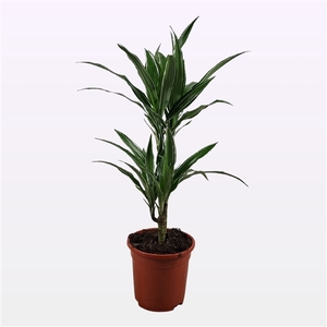 Dracaena warneckei 30-10 70