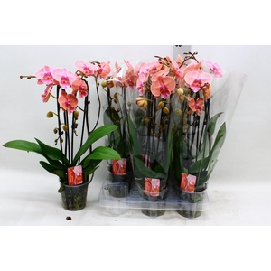 PHAL EL CASCADE