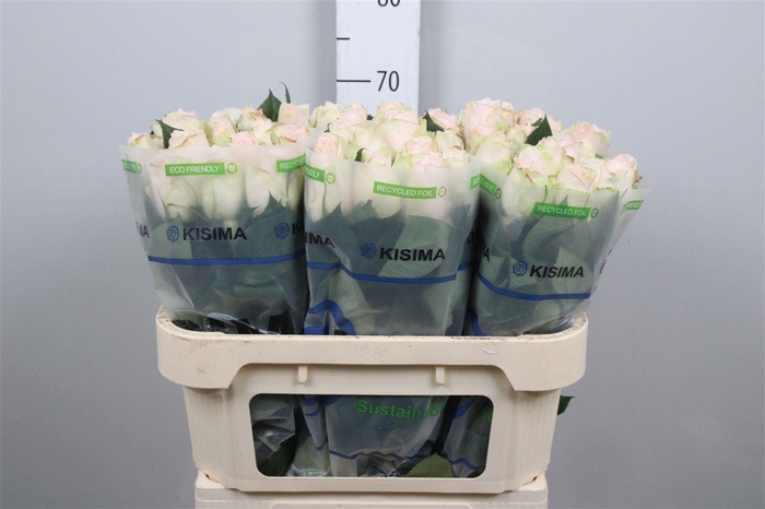 <h4>R Gr High & Bridal</h4>