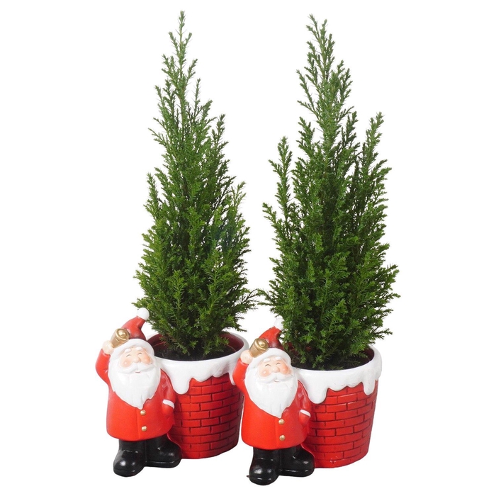 <h4>PTK25159 Ellwoodii in keramiek pot</h4>