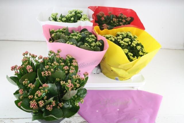 <h4>KAL GE GEM 5 KL</h4>