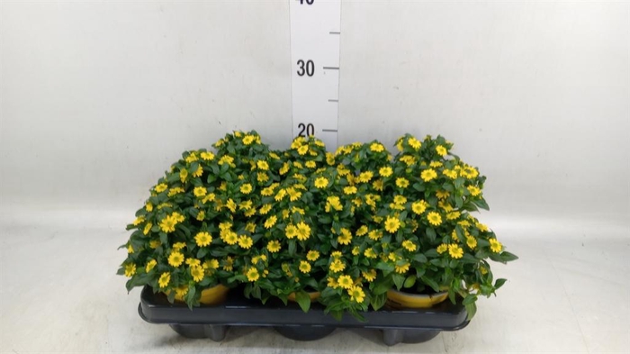<h4>Sanvitalia  'Yellow Beauty'</h4>