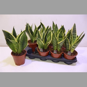 Sansev Futura Superb