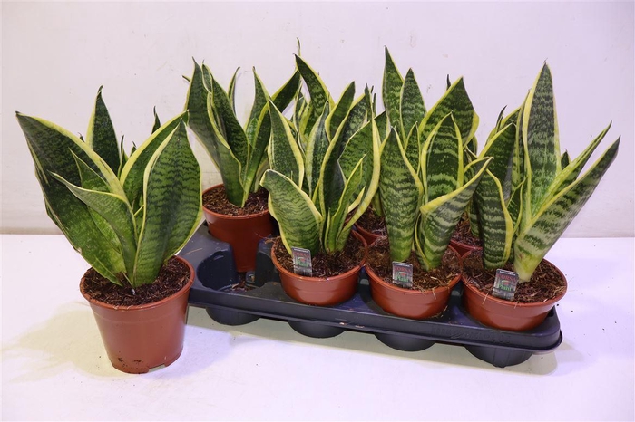 <h4>Sansev Futura Superb</h4>