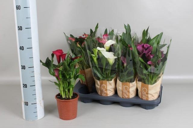 <h4>ZANT GEM 5 KL</h4>