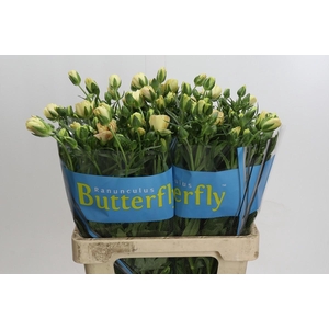 Ranunculus Butterfly Hestia