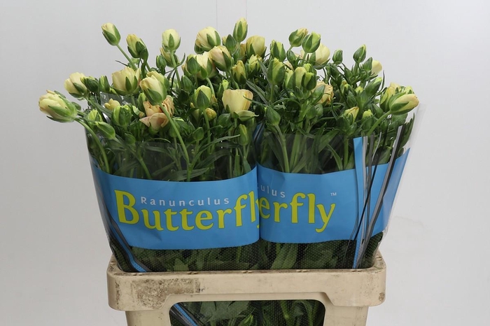 Ranunculus Butterfly Hestia