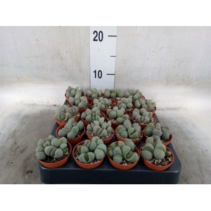 Lithops spp.