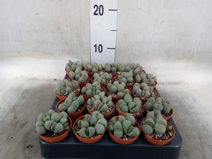 <h4>Lithops spp.</h4>