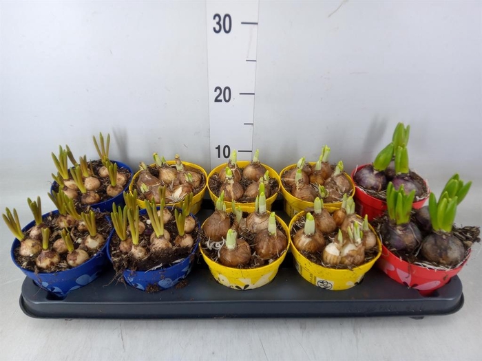 <h4>Bolbloemen   ...mix</h4>