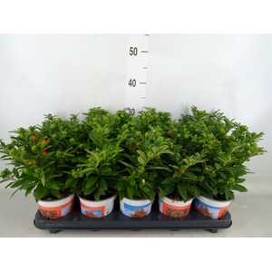 Solanum pseudocapsicum