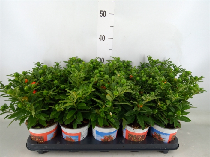 <h4>Solanum pseudocapsicum</h4>