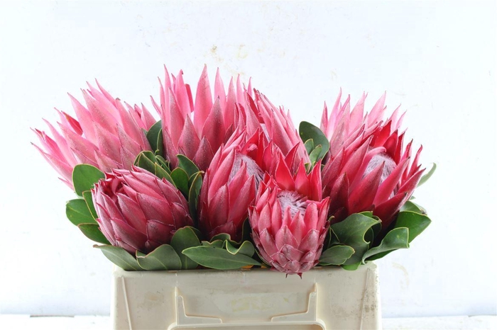 <h4>Protea Cy Madiba</h4>