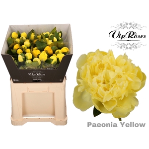 PAEONIA YELLOW