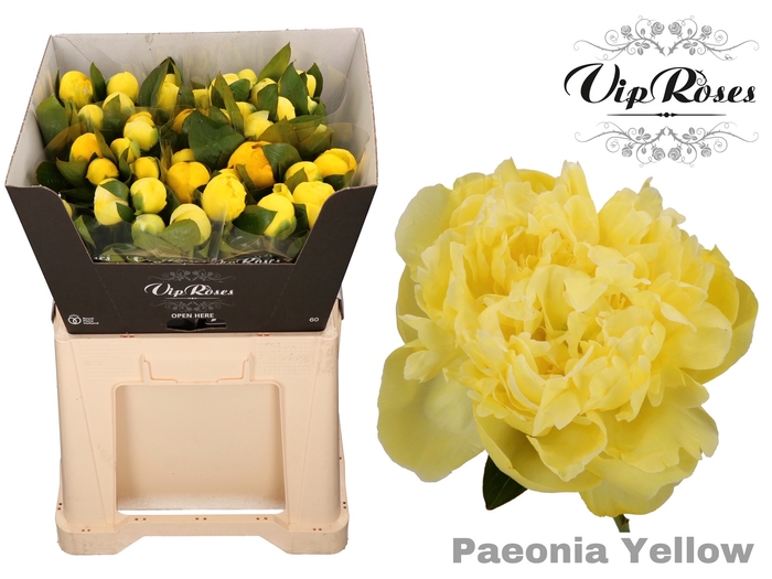 PAEONIA YELLOW