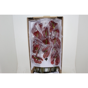 ANTHURIUM CHOCO 9/11 035 CM DIAM MIN 9 CM CHOCOLATE