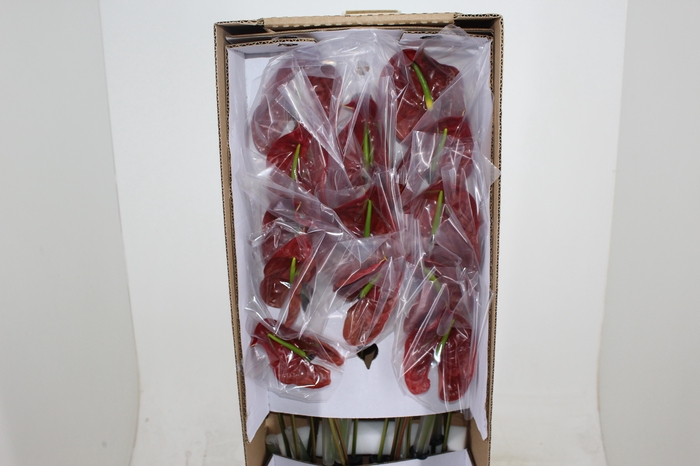 <h4>ANTHURIUM CHOCO 9/11 035 CM DIAM MIN 9 CM CHOCOLATE</h4>